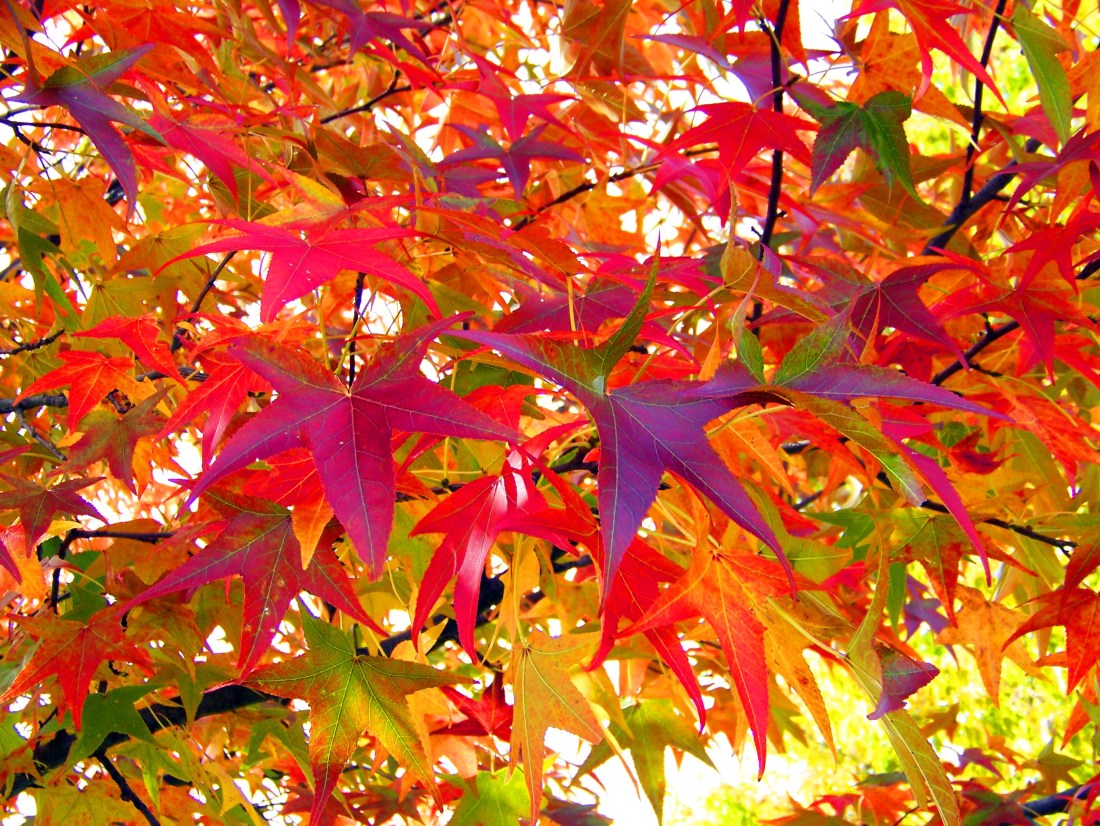 autumn_leaves_196054.jpg