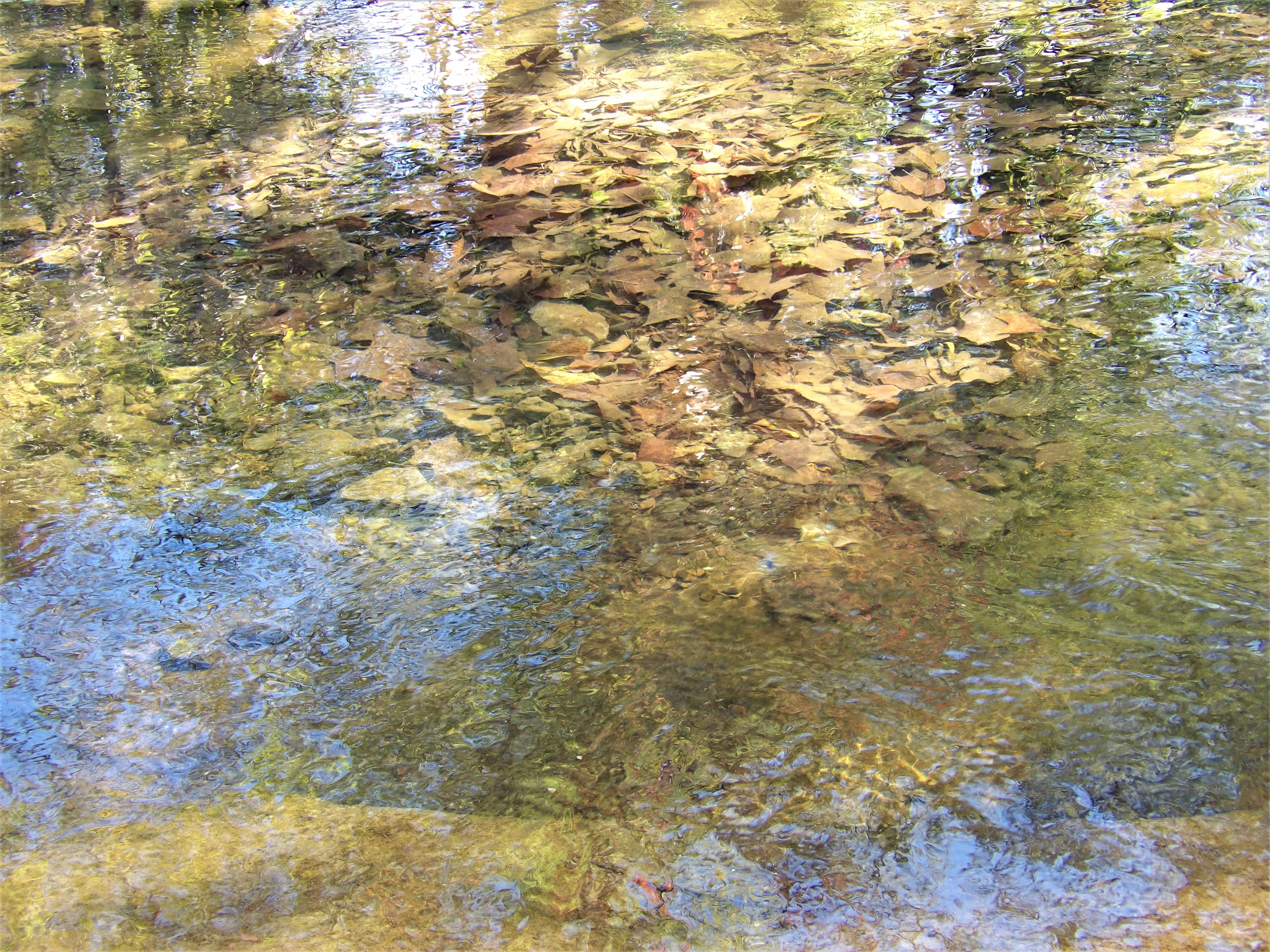 KODAK Digital Still Camera