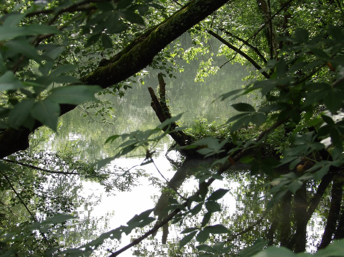 KODAK Digital Still Camera