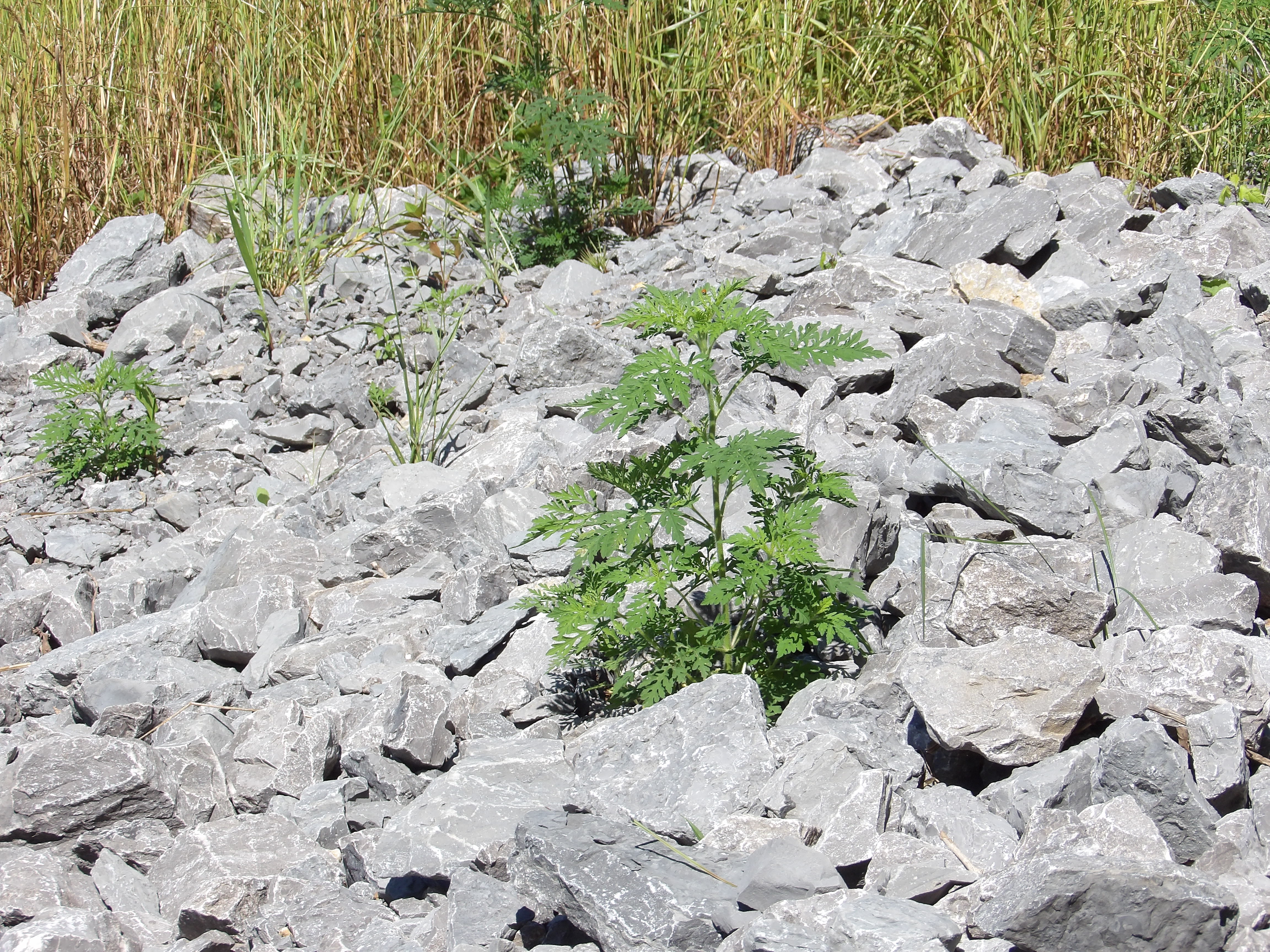 KODAK Digital Still Camera