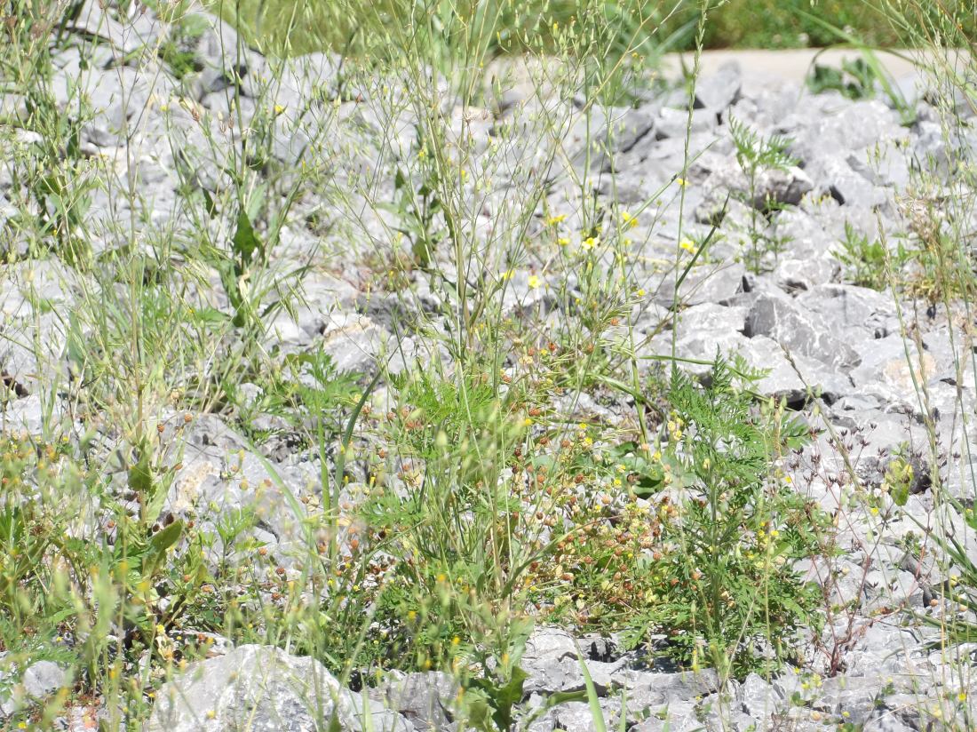 KODAK Digital Still Camera